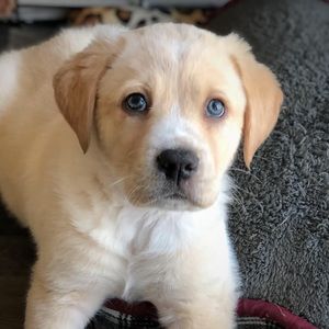 Meet your Posher, Carolyn